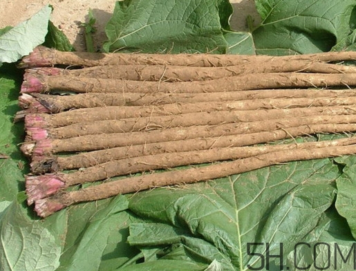 牛蒡是牛大力嗎？牛蒡和牛大力的區(qū)別
