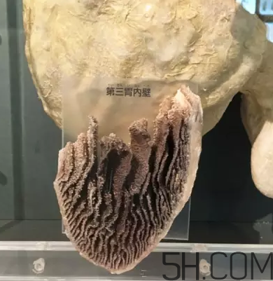 牛百葉和毛肚是一個(gè)東西嗎？牛百葉上面有層黑皮能吃嗎？