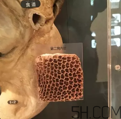牛百葉和毛肚是一個(gè)東西嗎？牛百葉上面有層黑皮能吃嗎？