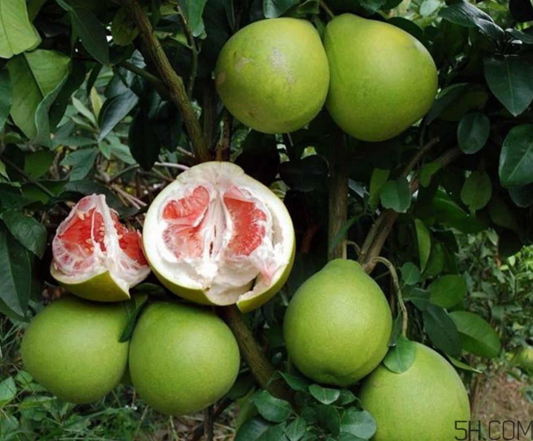 紅心柚子是熱性還是涼性？紅心柚子是染色的嗎？