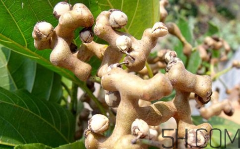 拐棗能夠治療風(fēng)濕嗎？拐棗的藥用價(jià)值有哪些？