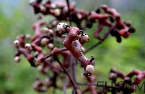 血藤跟拐棗可以一起泡酒嗎？拐棗可以和什么搭配泡酒？