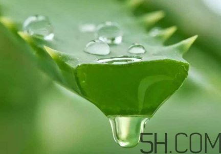 蘆薈泡酒可以喝嗎？蘆薈泡酒治什么??？