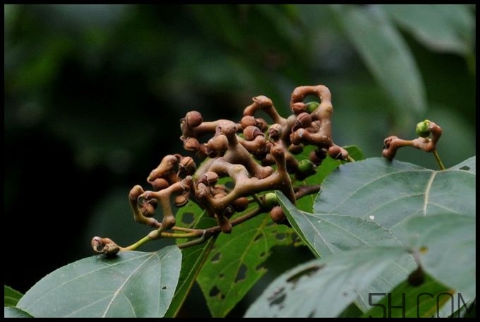 拐棗能夠治療風(fēng)濕嗎？拐棗的藥用價(jià)值有哪些？