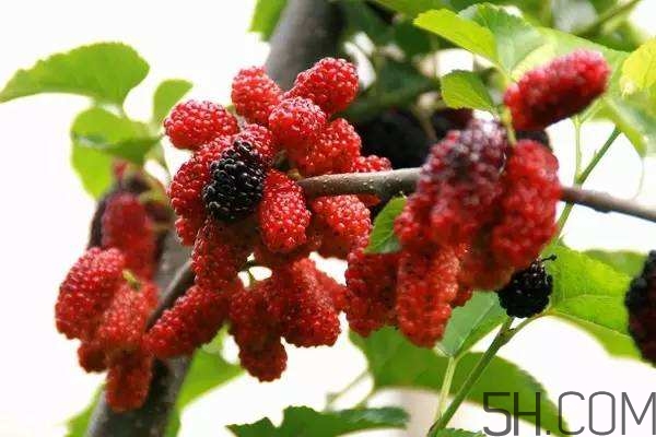 血藤跟拐棗可以一起泡酒嗎？拐棗可以和什么搭配泡酒？