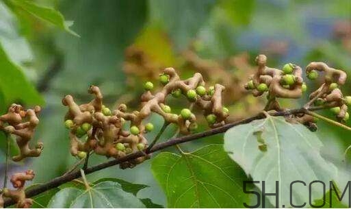 拐棗可以和枸杞一起泡酒嗎？拐棗和枸杞泡酒怎么做？