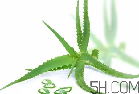 蘆薈泡酒可以喝嗎？蘆薈泡酒治什么??？