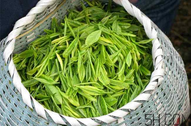 茶葉發(fā)霉是什么樣子？茶葉發(fā)霉怎么鑒別？