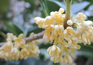 桂花可以放冰箱嗎？新鮮桂花可以放冰箱嗎？