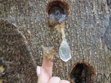 雪燕孕婦可以吃嗎？雪燕的價(jià)格多少錢一斤