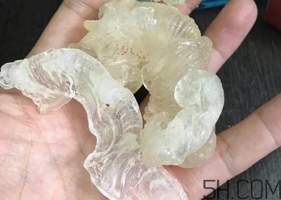 雪燕是燕窩嗎？雪燕是怎么形成的