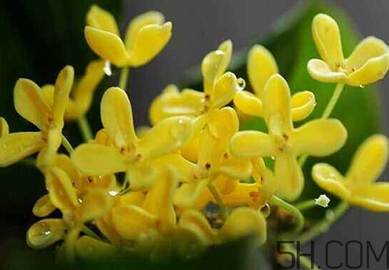 桂花可以放冰箱嗎？新鮮桂花可以放冰箱嗎？