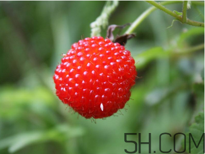 覆盆子的作用有哪些？覆盆子和桑葚哪個(gè)好吃？
