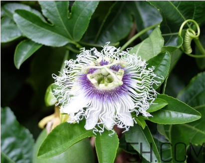 什么時(shí)候種植百香果最適宜？百香果軟的好還是硬的好？
