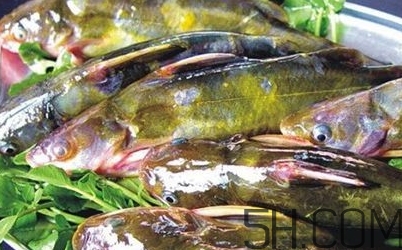 黃骨魚是發(fā)物嗎？黃骨魚是什么魚？