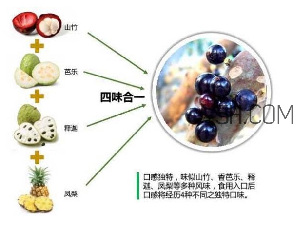 嘉寶果怎么吃？嘉寶果什么時(shí)候種植