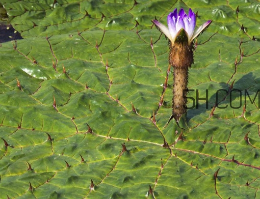 芡實(shí)是蓮子嗎？芡實(shí)是長在哪里的