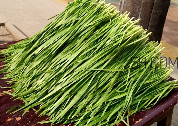 立秋后可以種韭菜嗎？怎樣種韭菜？