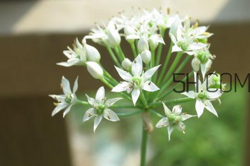 什么人不能吃韭菜花？肝火旺可以吃韭菜嗎？
