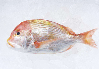 鯛魚是什么魚？鯛魚是什么樣子的