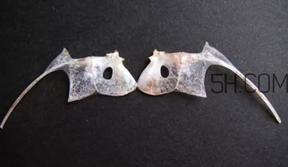 鯛魚是什么魚？鯛魚是什么樣子的