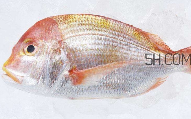 鯛魚是什么魚？鯛魚是什么樣子的
