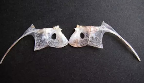 鯛魚多少錢一斤？鯛魚魚骨有什么營養(yǎng)價(jià)值