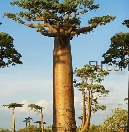 猴面包樹和面包樹是同一種植物嗎？猴面包樹能在北方種植嗎