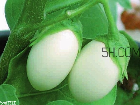 蛋樹可以種植嗎？蛋樹苗哪里可以買到
