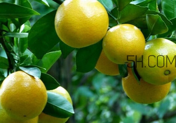 皇帝柑是哪里的特產(chǎn)？皇帝柑是熱性還是涼性？