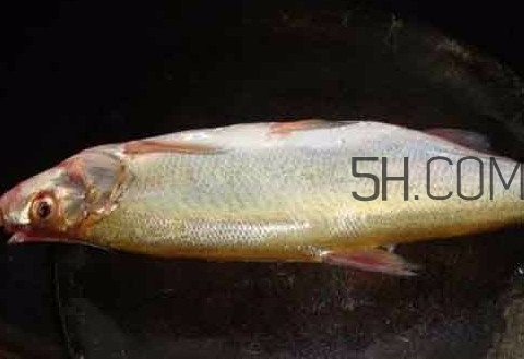刁子魚是什么魚？刁子魚是翹嘴鲌嗎