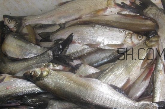 刁子魚(yú)是淡水魚(yú)嗎？刁子魚(yú)怎么釣