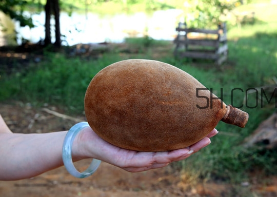 猴面包樹和面包樹是同一種植物嗎？猴面包樹能在北方種植嗎