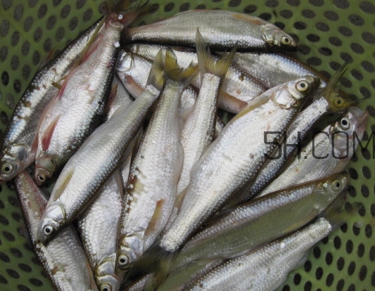 刁子魚是什么魚？刁子魚是翹嘴鲌嗎