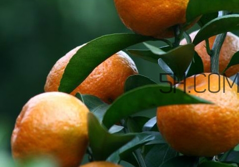 皇帝柑是哪里的特產(chǎn)？皇帝柑是熱性還是涼性？