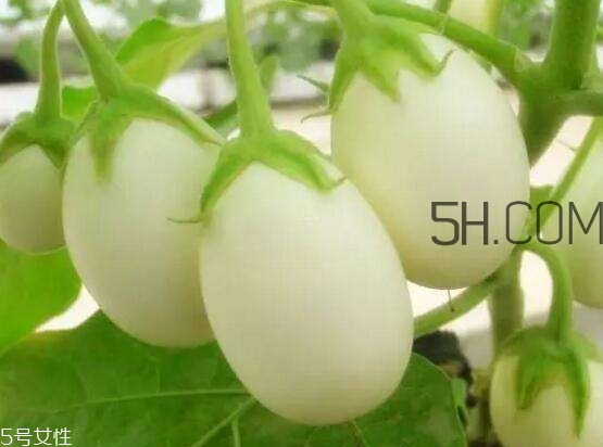 蛋樹可以種植嗎？蛋樹苗哪里可以買到