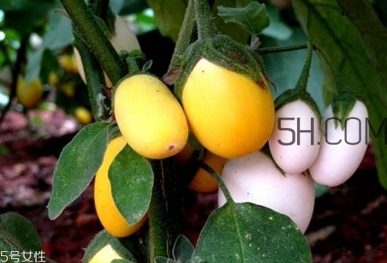 蛋樹果實(shí)可以吃嗎？蛋樹長什么樣