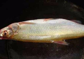 刁子魚(yú)是什么魚(yú)？刁子魚(yú)是翹嘴鲌嗎