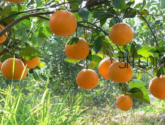 貢柑怎么預(yù)防裂果？貢柑種植管理技術(shù)