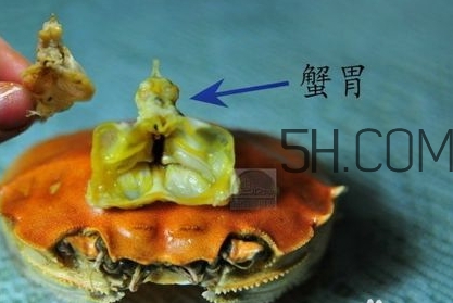 螃蟹的屎在哪里？螃蟹的屎和蟹黃怎么分辨？