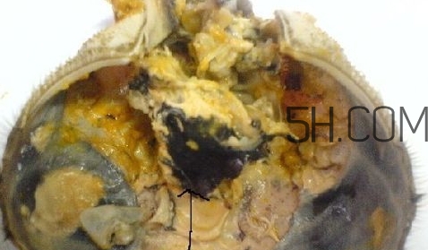 螃蟹的屎在哪里？螃蟹的屎和蟹黃怎么分辨？