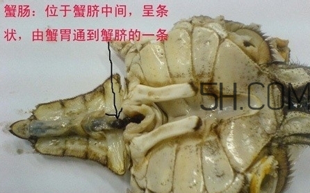 螃蟹的屎在哪里？螃蟹的屎和蟹黃怎么分辨？
