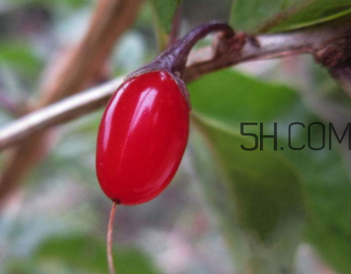 野生枸杞有毒嗎 野生枸杞孕婦能吃嗎 野生枸杞有毒嗎 野生枸杞孕婦能吃嗎