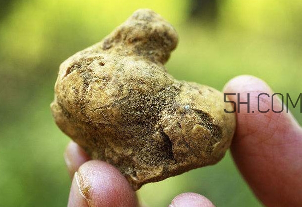 白松露是什么？白松露的功效與作用