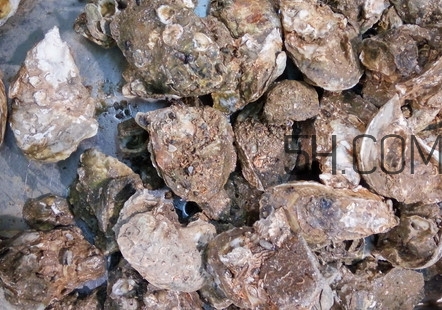 海蠣子有什么營養(yǎng)價(jià)值？海蠣子蒸多長時(shí)間