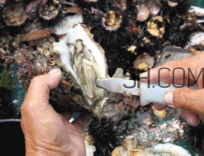 海蠣子壯陽嗎？海蠣子有寄生蟲嗎