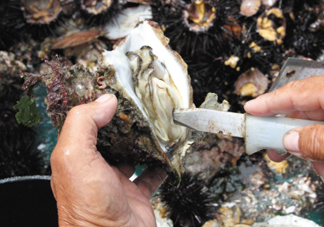 海蠣子壯陽嗎？海蠣子有寄生蟲嗎