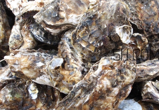 海蠣怎么做好吃？海蠣是怎么生長(zhǎng)出來(lái)的