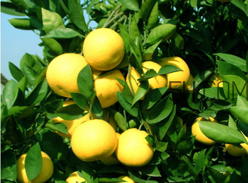 胡柚什么時候成熟 胡柚好吃嗎 胡柚什么時候成熟 胡柚好吃嗎