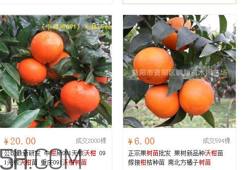 沃柑苗多少錢一株？沃柑為何叫晚熟大王